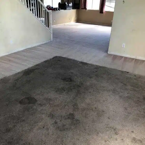 Expert Carpet Cleaning in Fort Wayne