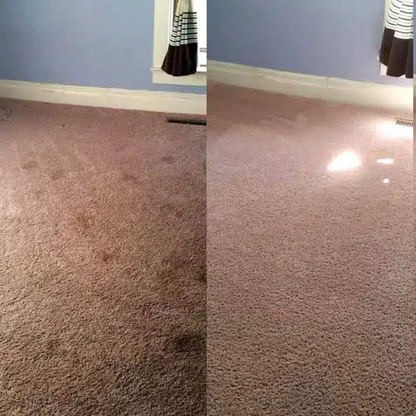 Remove Pet Odors and Stains in Fort Wayne